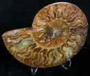 Cut and Polished Ammonite Pair #6189-2